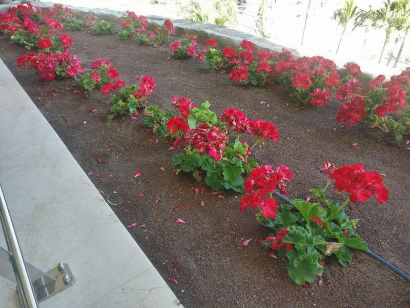 Flower box geraniums - Anfi Beach Club